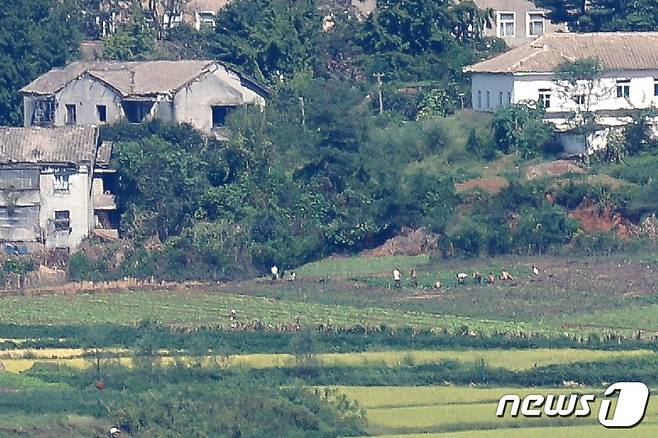 지난 14일 경기 파주 오두산 통일전망대에서 바라본 북한 황해북도 개풍군 일대에서 북한 주민들이 농경지를 경작하고 있다. 2023.9.14/뉴스1 ⓒ News1 민경석 기자