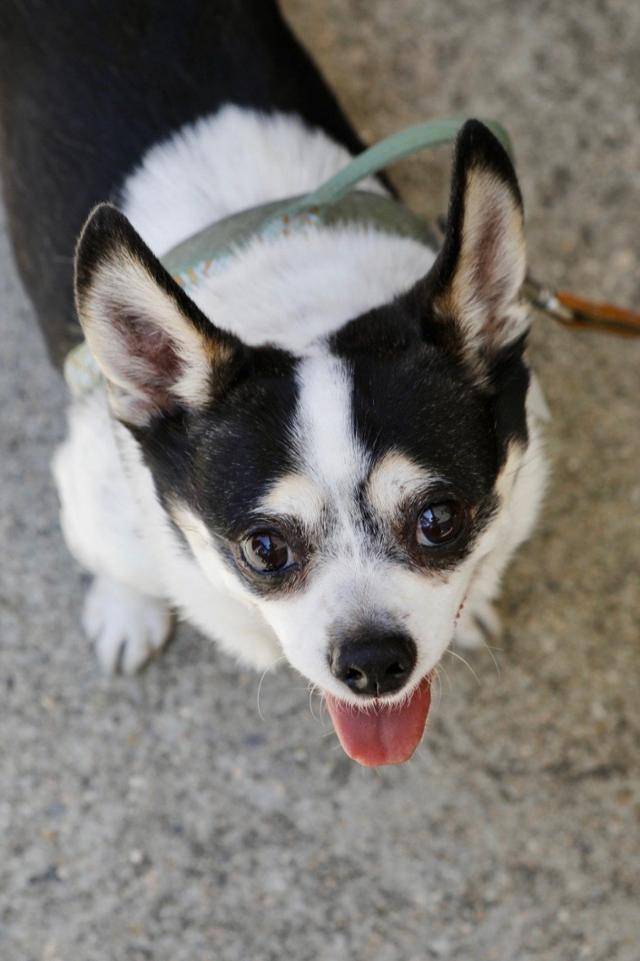 갑돌이는 떠돌이 생활을 하면서 고양이 사료를 얻어먹은 까닭에 체중이 상당히 불어 있었다. 이것이 보호자 윤정 씨의 고민 중 하나였고, 최근까지 체중감량을 위해 제한급식을 했다. 갑돌이 보호자 조윤정 씨 제공