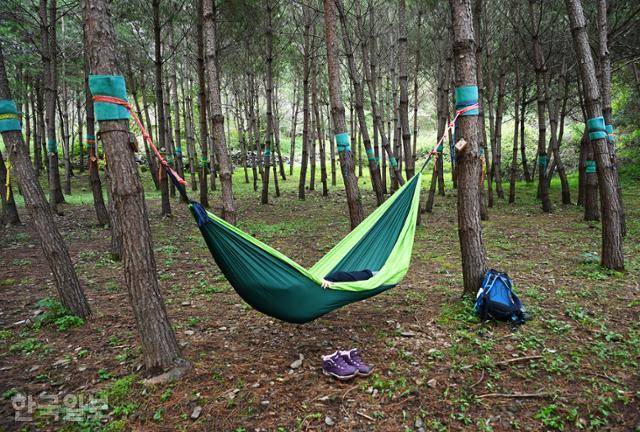 해먹테라피가 진행되는 하이힐링원 솔숲.