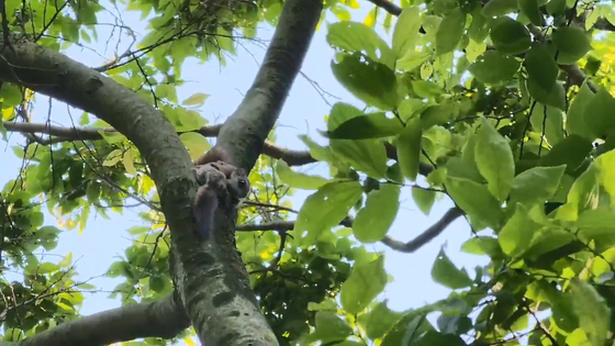 지난 5월 14일 내장산국립공원에서 포착된 나무 위 하늘다람쥐. 〈사진=국립공원공단 제공〉