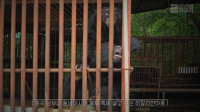 뜬장에서 사육되고 있는 반달가슴곰1. <디스커버리> 화면 갈무리.