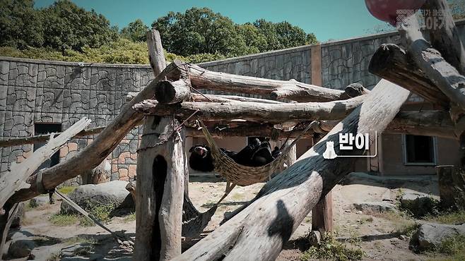 2018년 최초로 구출된 사육곰 반이가 청주동물원에서 햇살을 즐기고 있다. <디스커버리> 화면 갈무리.