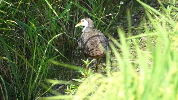 2023. 9. 공릉천 하구 인근 농경지에서 만난 흰배뜸부기.