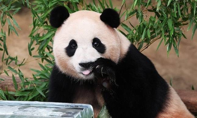 용인 에버랜드에 머물고 있는 자이언트 판다 ‘푸바오’. 연합뉴스 제공