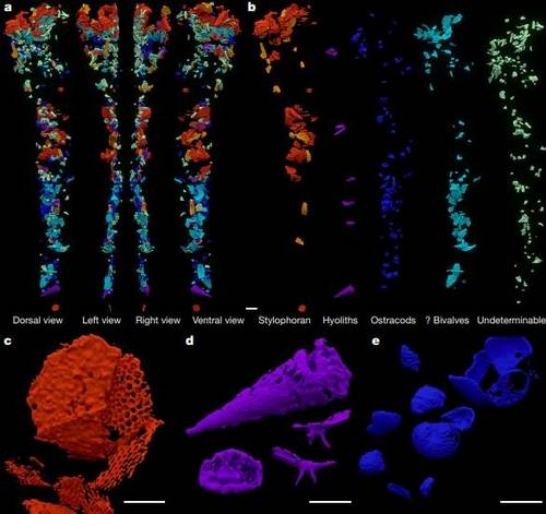 삼엽충 화석 내장에서 확인된 내용물  전체 소화관 내용물 스캔 모델(a)과 등쪽에서 본 소화관 내용물(b). 내장에서 확인된 극피동물과 원뿔형의 히올리스, 조개류 조각(c~e). 기준자 크기는 1㎜(a,b), 500㎛(c-e).[Petr Kraft et al./Nature 제공. 재판매 및 DB 금지]