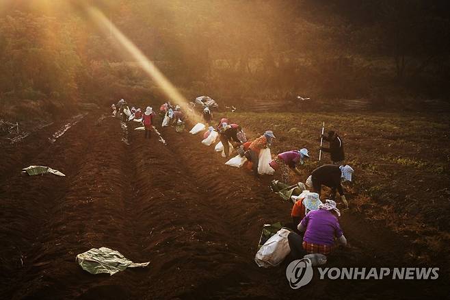 파주 민통선 인삼 채굴 [연합뉴스 자료사진]