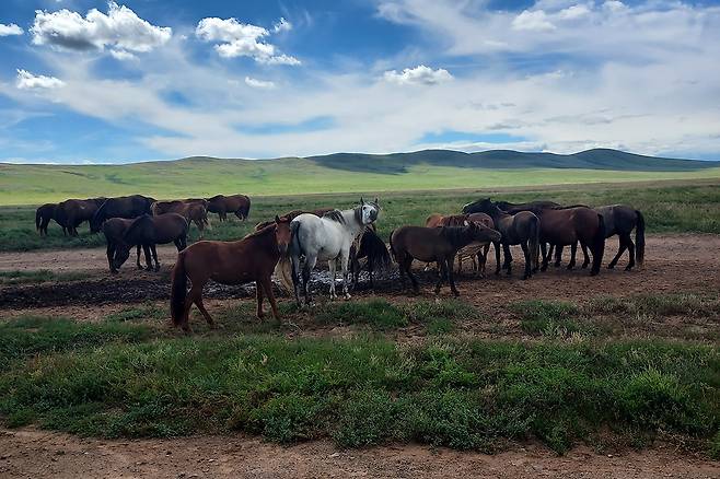 몽골 곳곳에서 유목민이 키우는 가축을 쉽게 볼 수 있다. 현재 몽골의 가축 수는 8500만 마리에 달한다. ⓒ시사IN 이오성