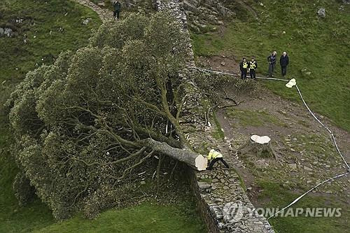 영국 '로빈 후드 나무' 밤사이 '댕강' (노섬벌랜드 AP=연합뉴스) 영국에서 '로빈 후드 나무'로 알려진 노섬벌랜드의 랜드 마크 나무가 27∼28일(현지시간) 밤사이 누군가에 의해 벌목됐다. 2023.9.29 photo@yna.co.kr (끝)