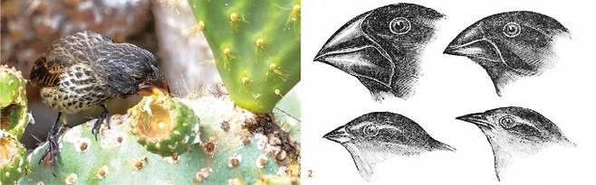 갈라파고스 군도에 사는 핀치의 한 종류인 선인장 핀치가 선인장을 먹고 있다(왼쪽). 영국의 저명한 분류학자 존 굴드가 다윈이 갈라파고스 군도에서 채집한 다양한 새 표본을 검토한 연구의 일부분. 그는 이 새가 모두 핀치류이고 특정 먹이를 먹기에 적합하도록 부리의 모양이 변화했다고 발표했다. 굴드의 핀치 연구는 다윈의 진화론에 도움을 줬다고 알려져 있으나 실제로 다윈은 핀치에서 영감을 받았다고 언급한 적이 없다. (오른쪽). 게티이미지뱅크, John Gould(W) 제공