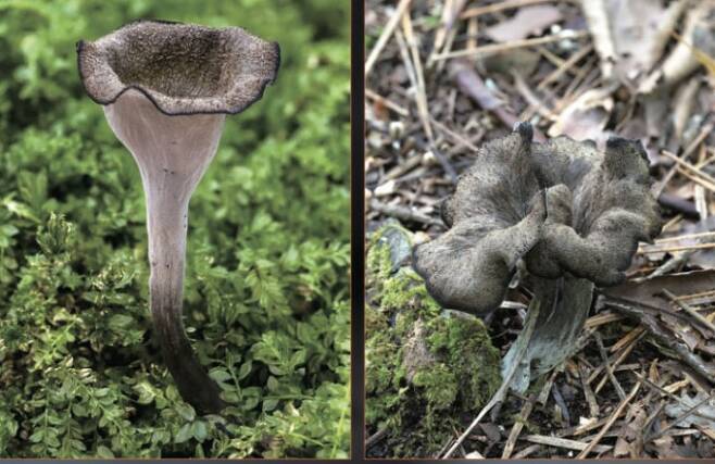 뿔나팔버섯은 여름부터 가을까지 활엽수림 또는 혼합림의 땅 위에서 발생하는 버섯이다. 거무죽죽한 외형 때문에 눈에 잘 띄진 않지만, 무리 지어 발생하거나 다발로 나는 특징이 있어 한번 발견한다면 주위에서 여러 개체를 발견할 수 있다. 박상영 제공