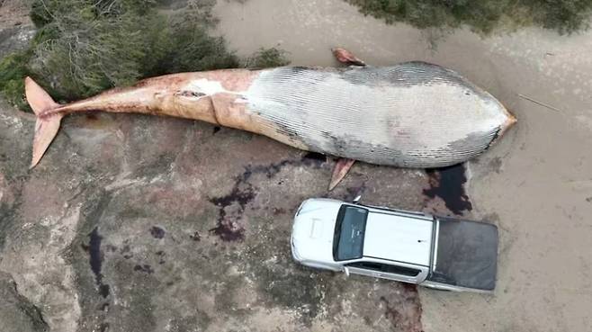 사진=드론으로 촬영한 대왕거래 사체