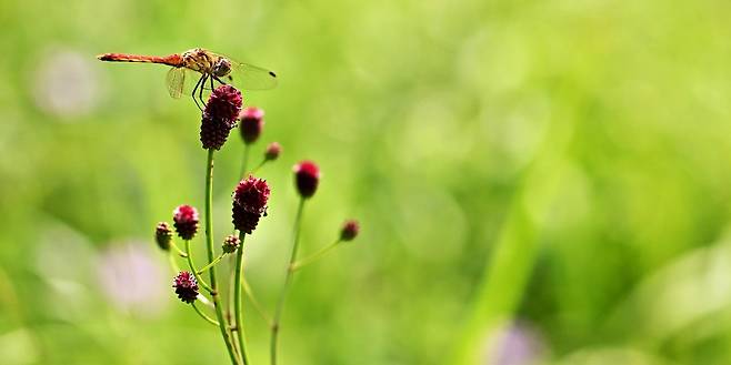 함백산 야생화 [정선군 제공.재판매 및 DB 금지]
