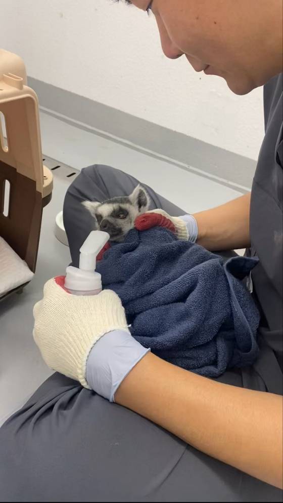 알락꼬리여우원숭이를 돌보는 우치동물원 수의사. 지난해에 원숭이들이 단체로 원인 모를 병을 앓았다. 수의사들은 ″밥도 못 먹고 일을 했다″고 기억했다. '영혼을 갈아 넣을 정도로' 매진한 끝에 쯔쯔가무시병을 밝혀냈다. 전 세계적으로 드문 경우였고, 추후 학술적 가치가 인정됐다. 정하진 수의사는 “그 뒤로 진드기 검사를 자주 하는 등 진료가 개선됐다. 이런 경험과 기술을 꾸준히 축적하고 이어가야 하는데 지금의 공영 동물원 시스템으론 지속되기 어렵다”라고 말했다. 〈영상 = 우치동물원 정하진 수의사 제공〉