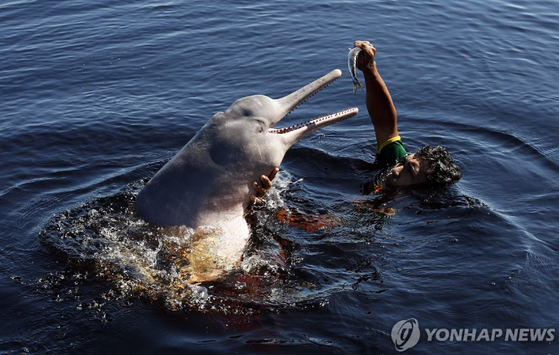 브라질 아마존 강돌고래 자료사진 〈사진=연합뉴스〉