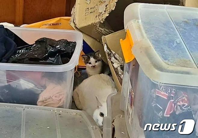 인천의 한 가정집 쓰레기더미에서 발견된 고양이들(나비야사랑해 제공) ⓒ 뉴스1