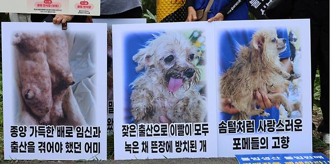 동물보호단체들이 지난 8월3일 오후 대전 유성구의 한 반려동물 경매장 앞에서 경매장 폐쇄 촉구 기자회견을 연 가운데 번식장에서 구조된 개들의 모습이 피켓에 인쇄돼있다. 연합뉴스