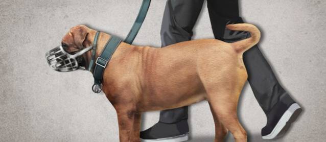 위험견종의 소유권 자체를 제한하는 영국·독일 등과 달리, 우리나라 동물보호법은 맹견에 대해서 목줄, 입마개 착용 의무만 부여하고 있다. 개물림 사고가 발생했을 때 견주에 대한 처벌도 약한 편이다. 연합뉴스