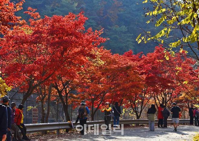 서울대 관악수목원 가을 단풍 모습.(사진=안양시)