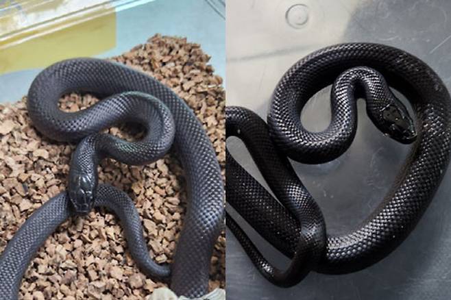 지난 8월 강남고속버스터미널 3호선 인근에서 발견된 블랙킹스네이크(왼쪽), 같은 달 서울 광진구 거주지역에서 발견된 블랙킹스네이크(오른쪽). (사진=국가동물보호정보시스템)