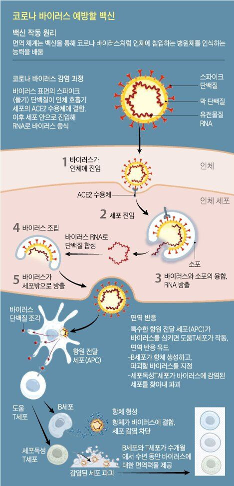 코로나뱌이러스의 인체 감염과 면역 반응. 화이자와 모더나의 mRNA 백신은 실제 바이러스 대신 돌기를 만드는 유전정보인 mRNA를 인체에 주입해 같은 면역 반응을 유도한다. 자료=네이처/조선DB