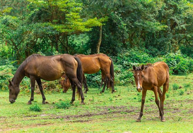 아라동 한라산 북쪽 중산간에서 방해받지 않은채 풀을 뜯는 말들