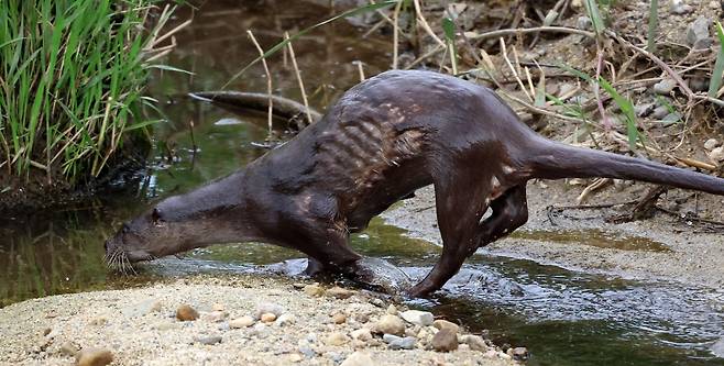 갈비뼈 형태가 앙상하게 드러난 수달  [촬영 유형재]