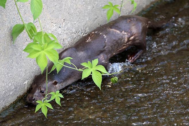 몸통 부분의 털이 빠진 수달 [촬영 유형재]