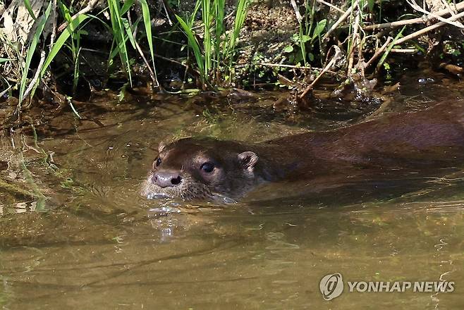 한낮 도심지 하천에서 먹이 찾는 수달 (강릉=연합뉴스) 유형재 기자 = 18일 강원 강릉 시내 한가운데를 흐르는 남대천에서 야행성인 천연기념물 수달이 한낮에 먹이를 찾고 있다. 2023.9.18 yoo21@yna.co.kr