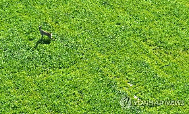 제주 초지 산책하는 노루 [연합뉴스 자료사진]