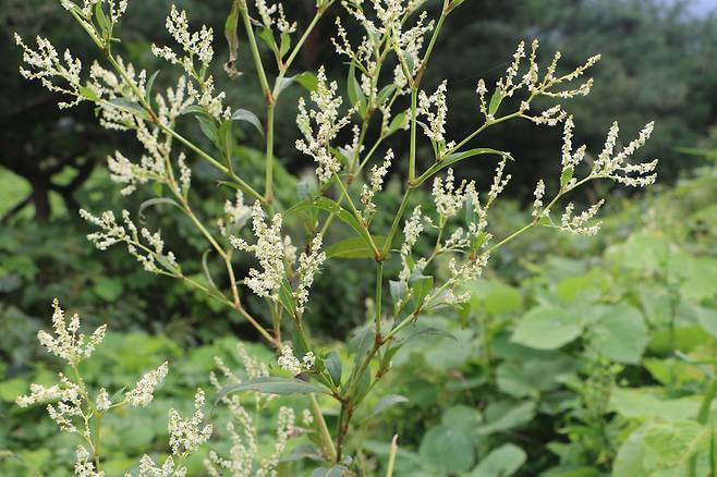 충남 예산의 한 산에 싱아 꽃이 피어 있다.