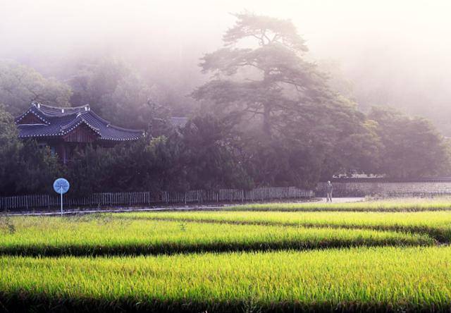 추석을 앞둔 경북 봉화군 닭실마을에서 새벽안개가 가득한 논에는 벼가 익어가고 아담한 기와집 굴뚝에는 연기가 모락모락 피어나며 정감 어린 고향풍경을 만들어 내고 있다.