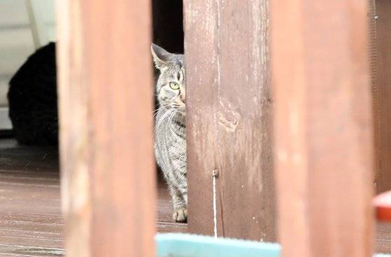 길고양이. 뉴스1
