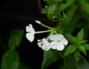 플록스는 분홍색 자주색 흰색 등 여러 가지 색으로 개량되어 있습니다. 박수현 기자