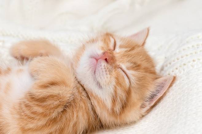 고양이가 '가르릉' 소리를 내는 원리가 밝혀졌다. 게티이미지뱅크