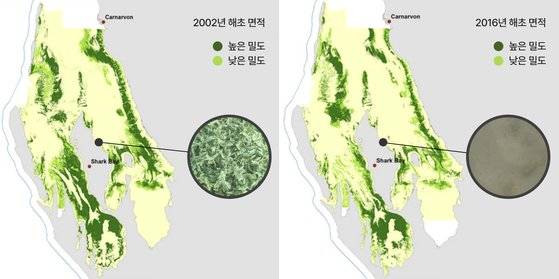 해양열파 전후 샤크베이 해초대 면적 변화. 해양열파 이후 해초가 자라던 넓은 해역이 모래만 남은 곳으로 변했다. 자료 호주 생물다양성보존관광부(DBCA)
