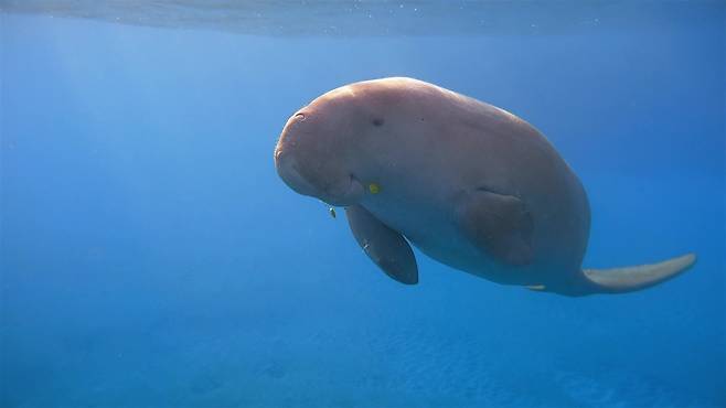 서호주 샤크베이는 듀공의 최대 서식지로 알려져 있다. 사진 그린피스