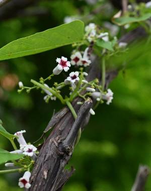 계요등 덩굴이 옆에 자리한 나무줄기를 타고 오르고 있습니다. 계요등은 꼭두서니과에 속하는 여러해살이 덩굴식물입니다.