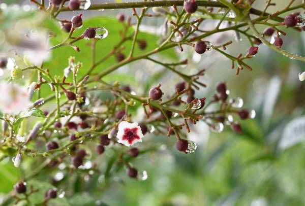 가을이되면 계요등은 갈색의 작은 열매를 맺습니다.