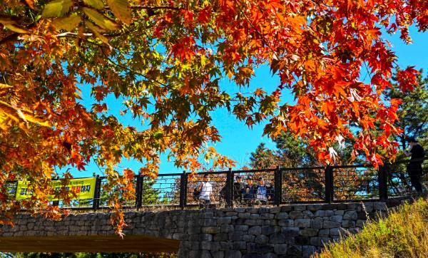 지난해 10월 붉게 물든 금정산 단풍. 국제신문DB
