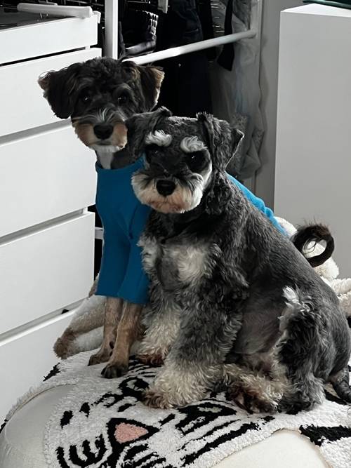 브브걸 유나가 반려동물을 소개했다. 사진=유나