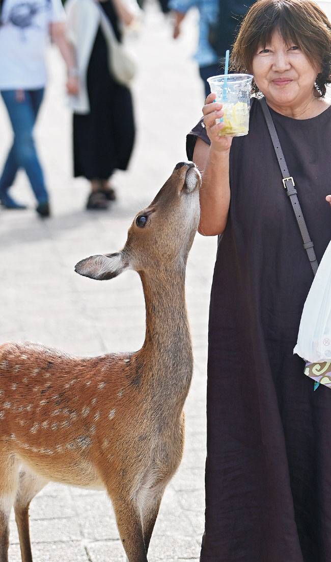 미야지마에는 온순한 사슴이 마치 ‘동네 개’처럼 돌아다니며 음식을 탐한다.
