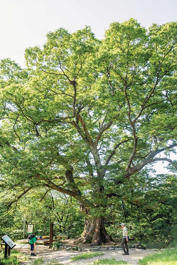 당산나무는 수령 약 480년의 느티나무다. 여느 고목과 다르게 지지대 하나 없이 홀로 우뚝 섰다.