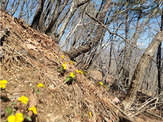 오유밭길에 피어난 노랑제비꽃이 군락지를 형성했다. 산림청 제공