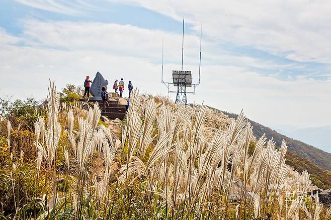 충남 보령서 오서산의 억새꽃. 보령시 제공