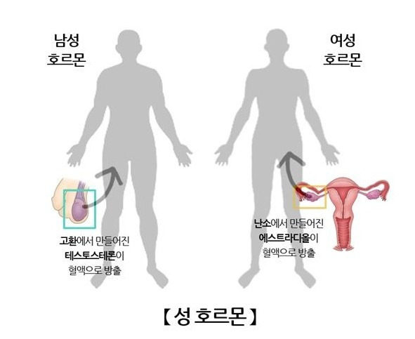 성호르몬 이미지. 서울아산병원 제공