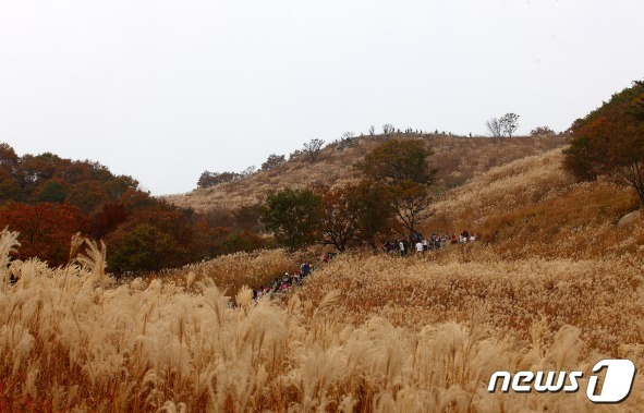 춤추는 억새와 보내는 설레는 시간 ‘포천 산정호수 명성산 억새꽃축제’.(경기관광공사 제공)/