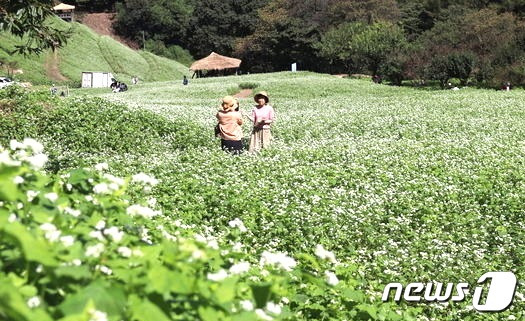 청주시 상당구 낭성면 추정리 된내기골 산자락 메밀밭을 찾은 나들이객들이 사진을 촬영하고 있다. /뉴스1