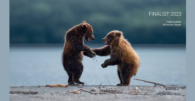 [Thomas Vijayan/Courtesy Comedy Wildlife Photography Awards]