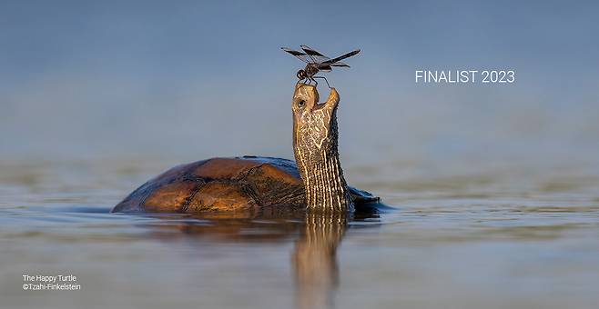 [Tzahi Finkelstein/Courtesy Comedy Wildlife Photography Awards]