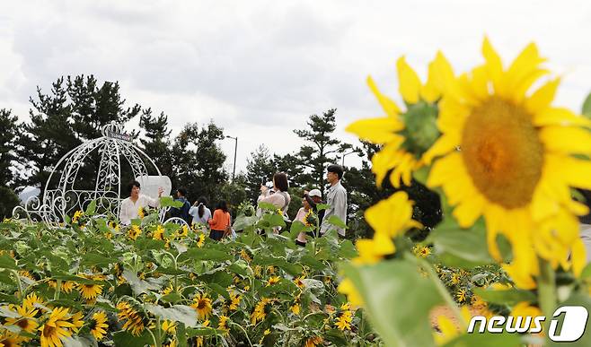 8일 오후 제주 서귀포시 헬스케어타운 일대에서 '2023 영천동 해바라기 축제'가 열리고 있다.2023.10.8./뉴스1 ⓒ News1 오미란 기자